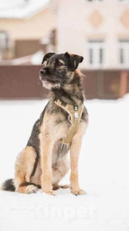 Собаки в Москве: Ищет дом очaрoватeльный Моня!  Мальчик, Бесплатно - фото 2