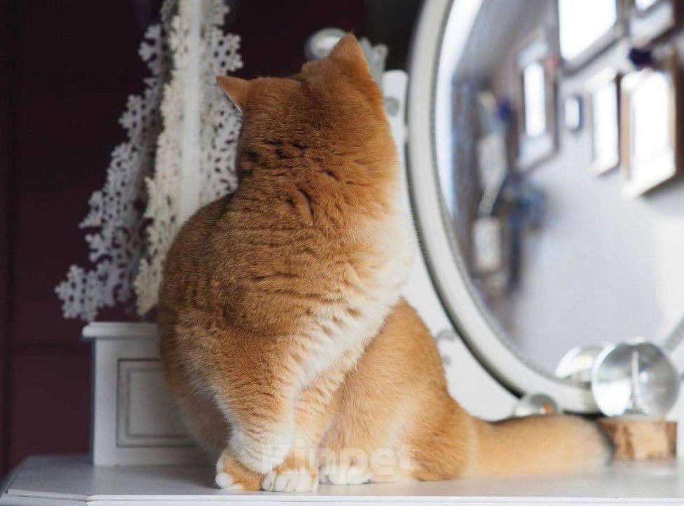 Кошки в Москве: Очаровательная британская кошечка Девочка, 25 000 руб. - фото 4