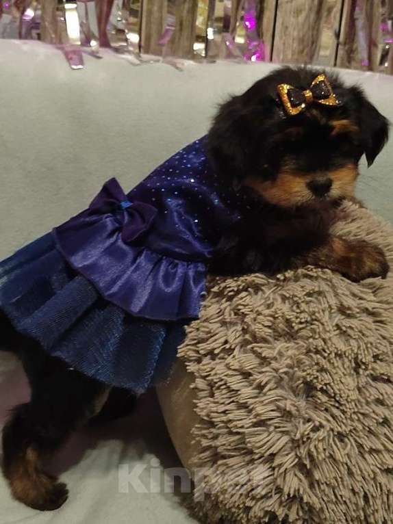 Собаки в Екатеринбурге: Йорочка  Девочка, 35 000 руб. - фото 1