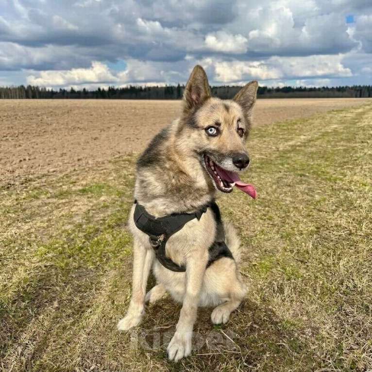 Собаки в Санкт-Петербурге: Очаровательный пес Бамси с разноцветными глазами ищет хозяина! Мальчик, Бесплатно - фото 3