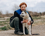 Собаки в Клине: Суперактивная Халва Девочка, Бесплатно - фото 4