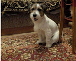Собаки в Пскове: Вязка. Джек рассел терьер, 1 руб. - фото 4