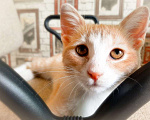 Кошки в Курске: рыжий котенок - счастье в дом Девочка, Бесплатно - фото 4