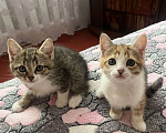 Кошки в Острогожске: Буся  Мальчик, 1 руб. - фото 2