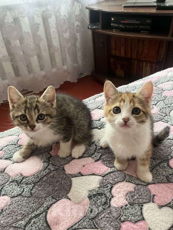 Кошки в Острогожске: Буся  Мальчик, 1 руб. - фото 2