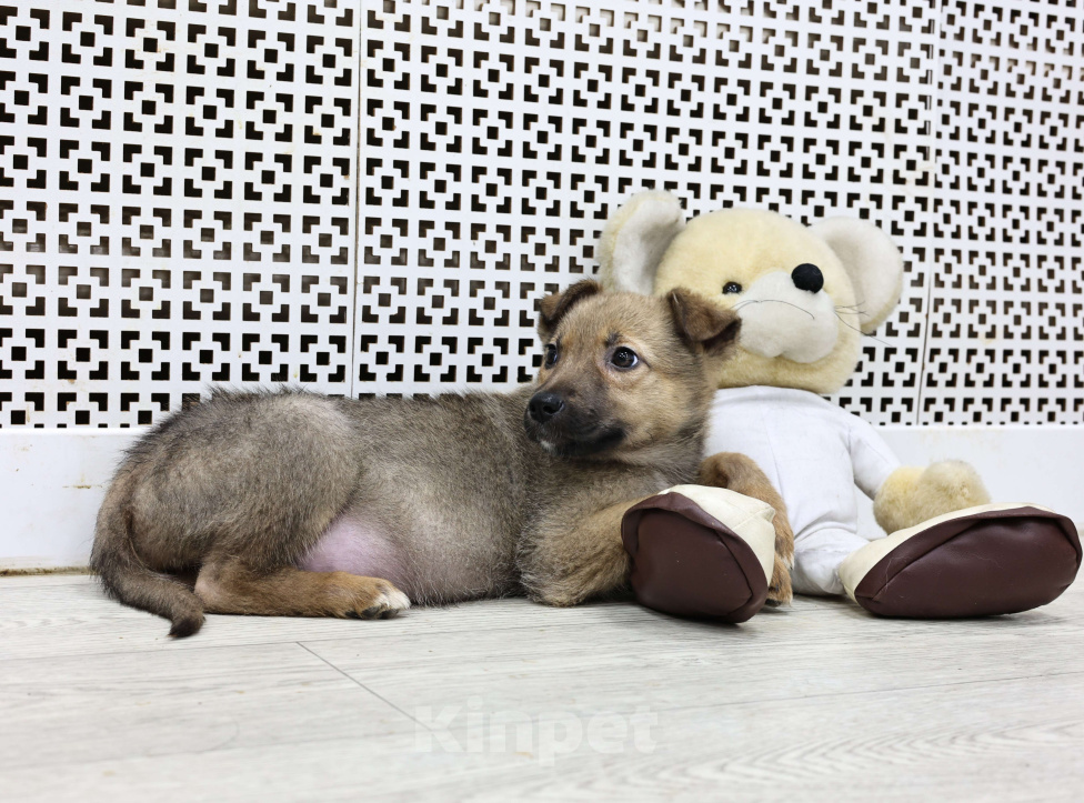 Собаки в Москве: Щенки бесплатно в Москве Девочка, Бесплатно - фото 4