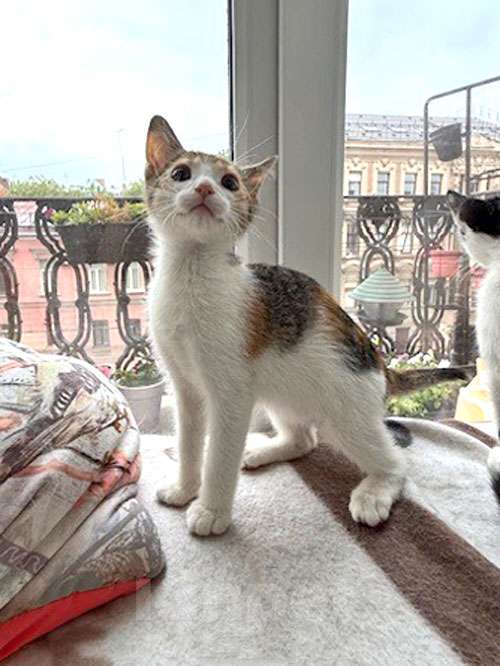 Кошки в Санкт-Петербурге: Надоевшие игрушки, три котенка и мама-кошка в добрые руки Девочка, 10 руб. - фото 4