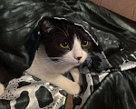 Кошки в Москве: Котик Диего Мальчик, Бесплатно - фото 6