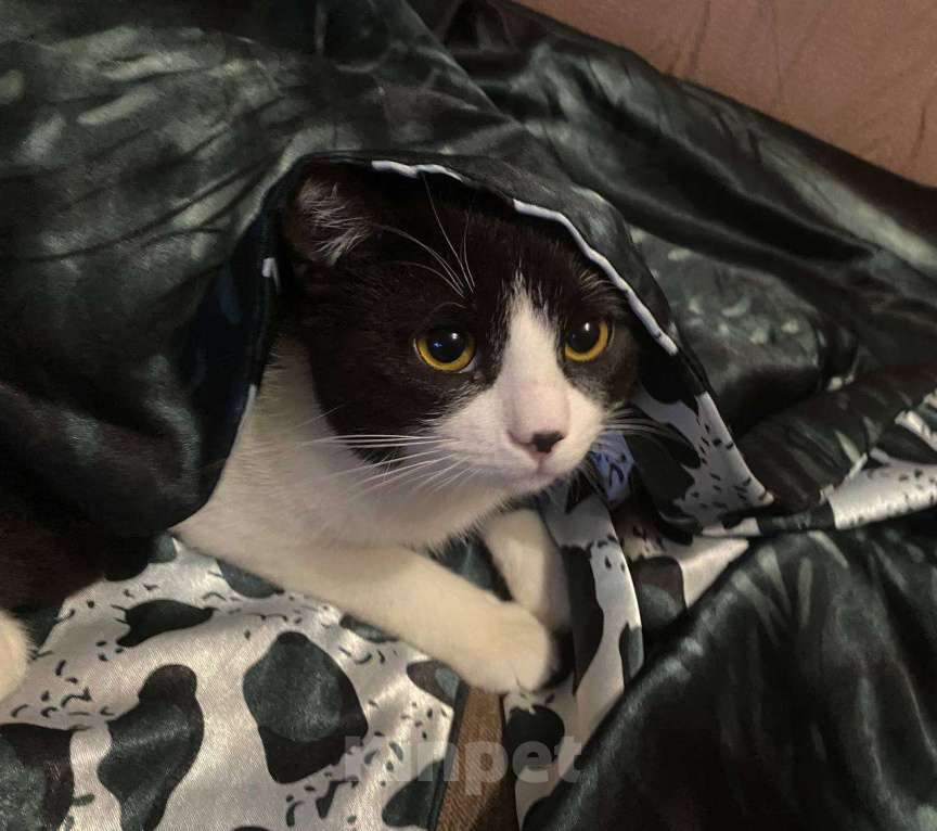 Кошки в Москве: Котик Диего Мальчик, Бесплатно - фото 6