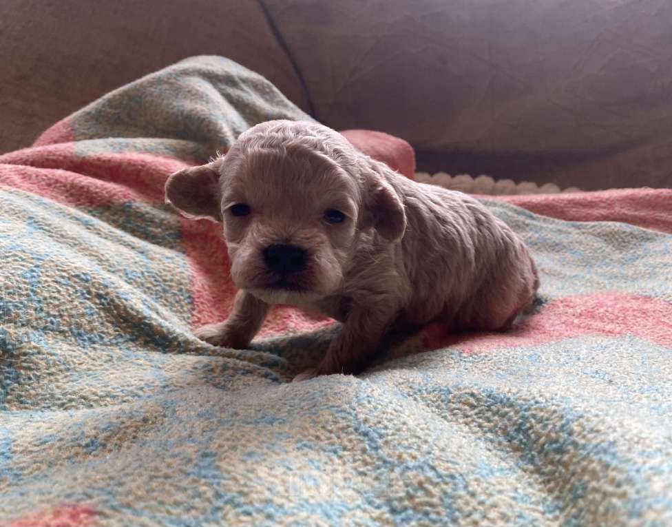 Собаки в Санкт-Петербурге: Очаровательная девочка той пуделя Девочка, Бесплатно - фото 6