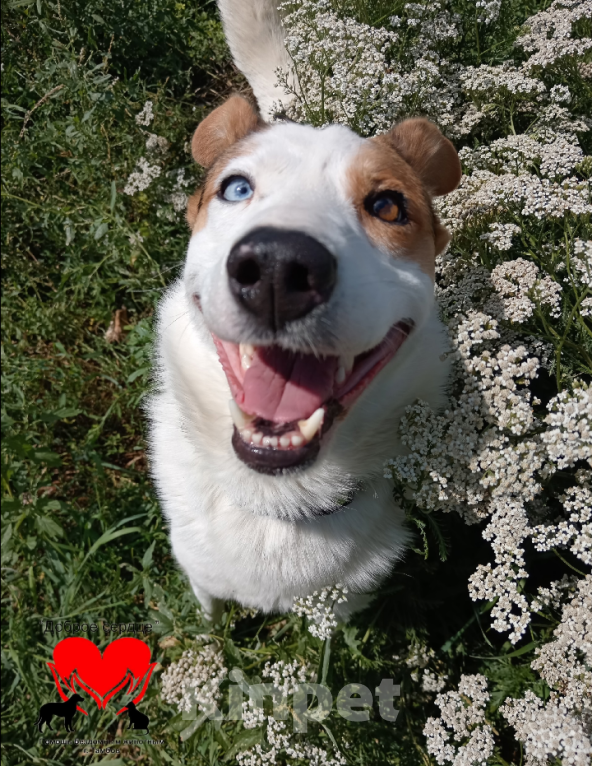 Собаки в Тамбове: Джон Мальчик, Бесплатно - фото 4