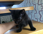 Кошки в Чите: Котёнок мальчик рождён 7 .09.2024 г. К лотку приучен, кушает самостоятельно , активен и игрив .  Мальчик, Бесплатно - фото 5