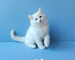 Кошки в Пензе: Котёнок породы Рэгдолл - Boris Мальчик, 65 000 руб. - фото 4