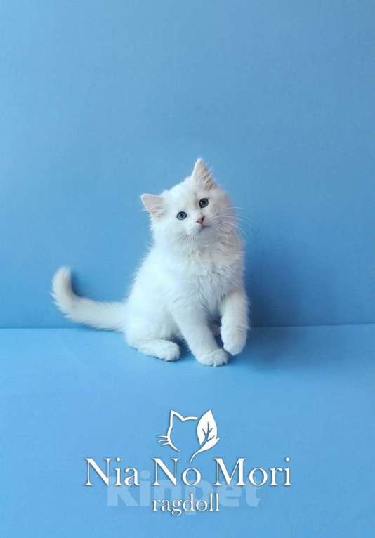 Кошки в Пензе: Котёнок породы Рэгдолл - Boris Мальчик, 65 000 руб. - фото 4