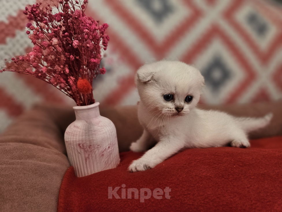 Кошки в Сочи: Шотландская вислоухая Девочка, 35 000 руб. - фото 5
