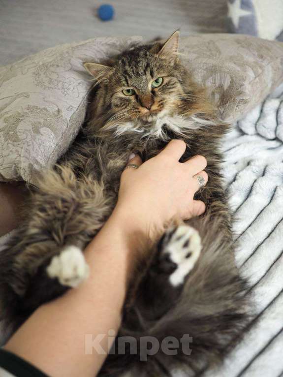 Кошки в Москве: котенок Мохер ищет дом Мальчик, Бесплатно - фото 6