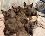 Кошки в других городах Ленинградской области: Бурманские котятки 🩷 Мальчик, 32 000 руб. - фото 1