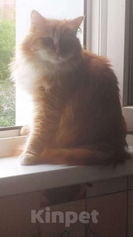 Кошки в Домодедово: Продаю кота Мальчик, 50 руб. - фото 2