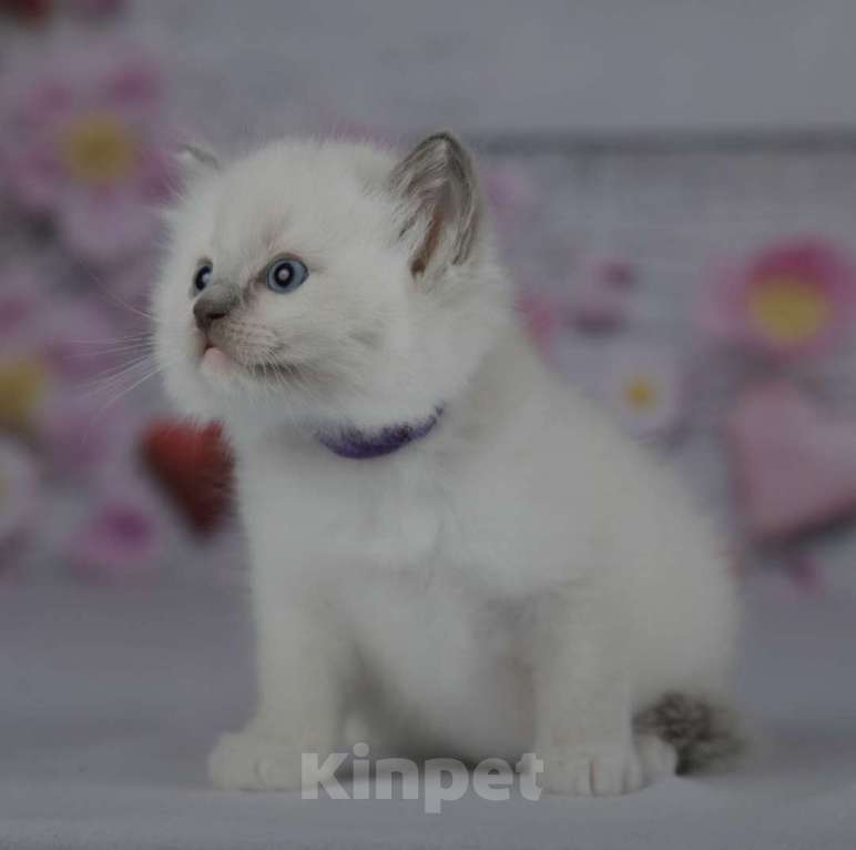 Кошки в Москве: Рэгдолл девочка с серым носиком Девочка, 30 000 руб. - фото 7