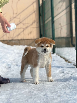 Красавица Акитка