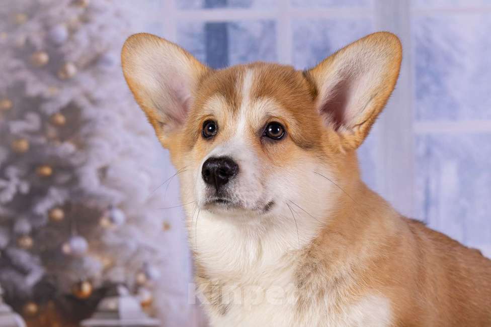 Собаки в других городах Ярославской области: Вита Приора Мавруд Мальчик, 80 000 руб. - фото 4