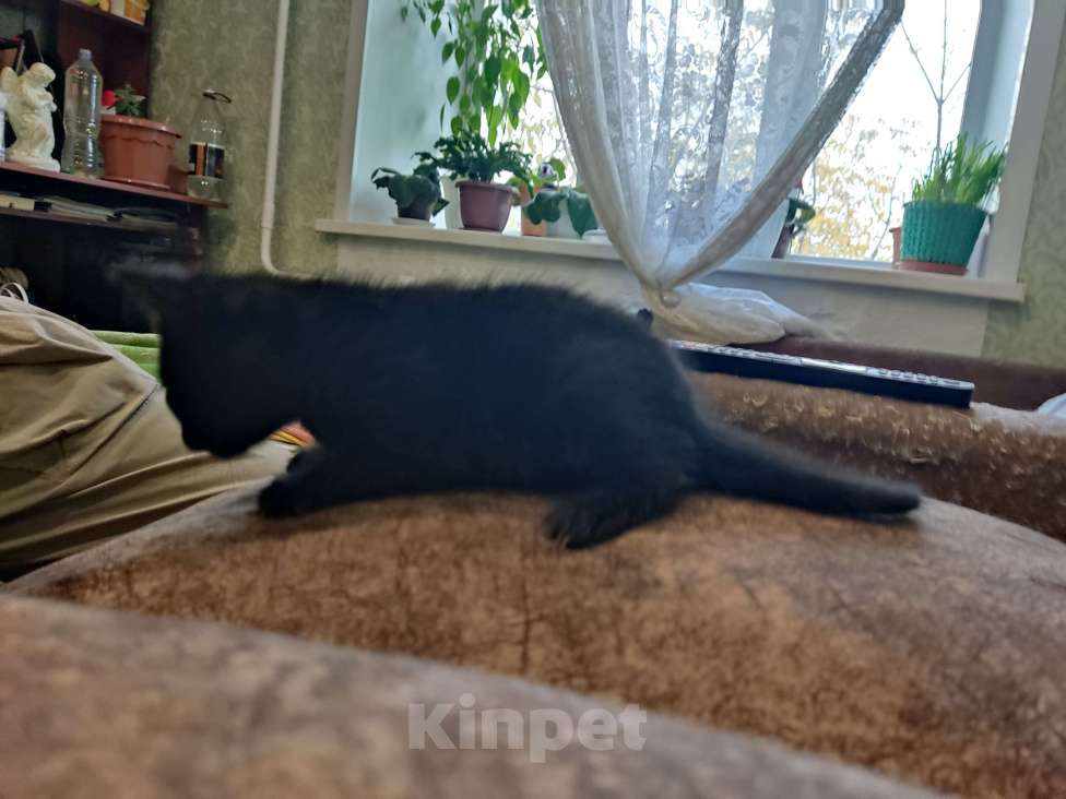 Кошки в Перми: Мальчик. Котенок Мальчик, Бесплатно - фото 1