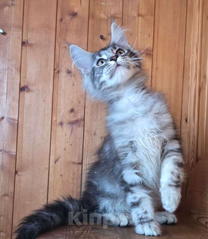 Кошки в Москве: Котенок 3 Мальчик, 60 000 руб. - фото 3