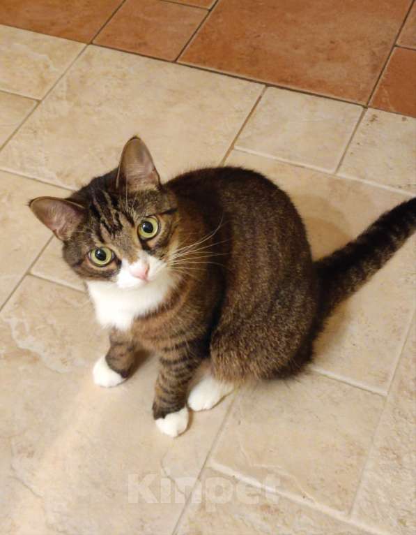 Кошки в Санкт-Петербурге: Отдадим в добрые руки кошечку Алису Девочка, Бесплатно - фото 1