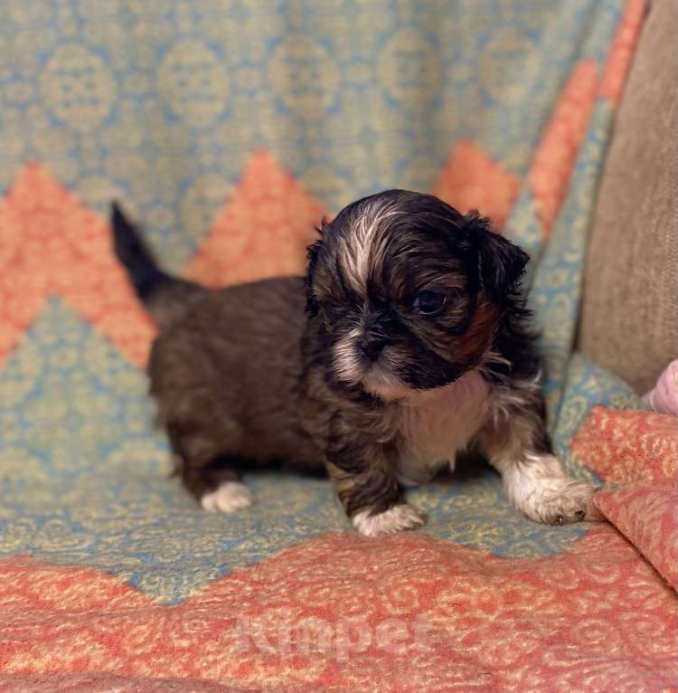 Собаки в Санкт-Петербурге: Очаровательная девочка золотого окраса  Девочка, 40 000 руб. - фото 8