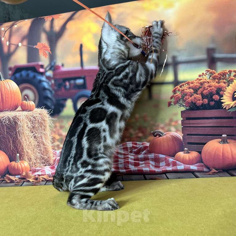 Кошки в Москве: Бенгальские котята серебро с родословной  Мальчик, Бесплатно - фото 7