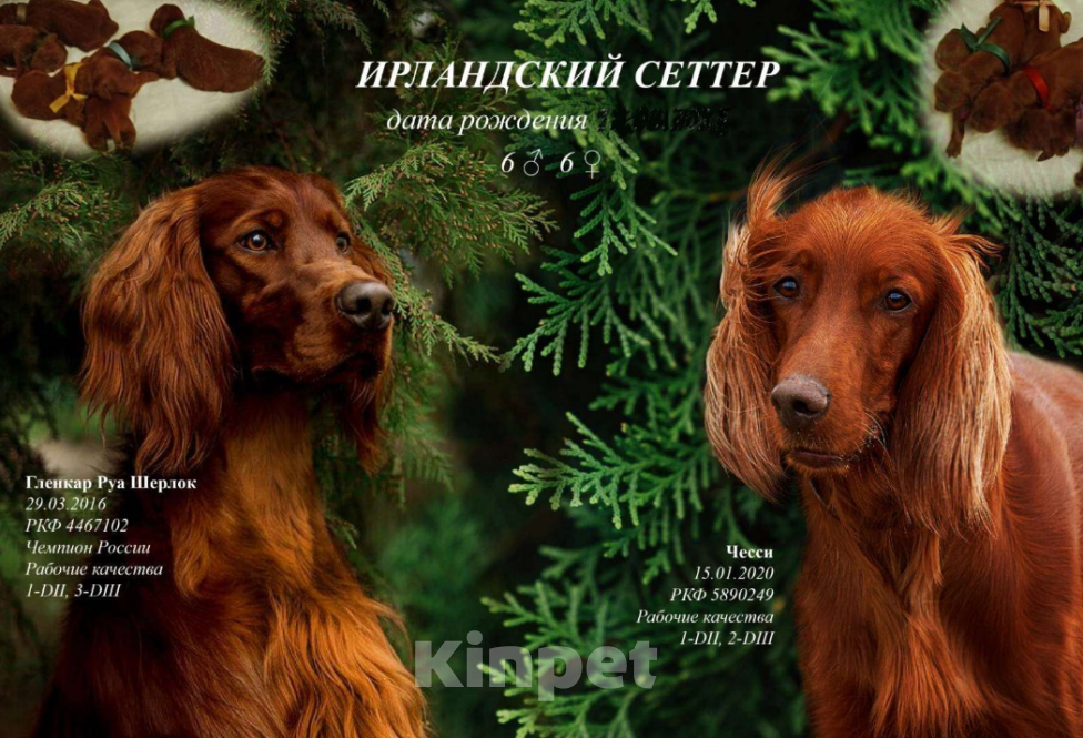 Собаки в Севастополе: Щенки ирландского красного сеттера Мальчик, 45 000 руб. - фото 8