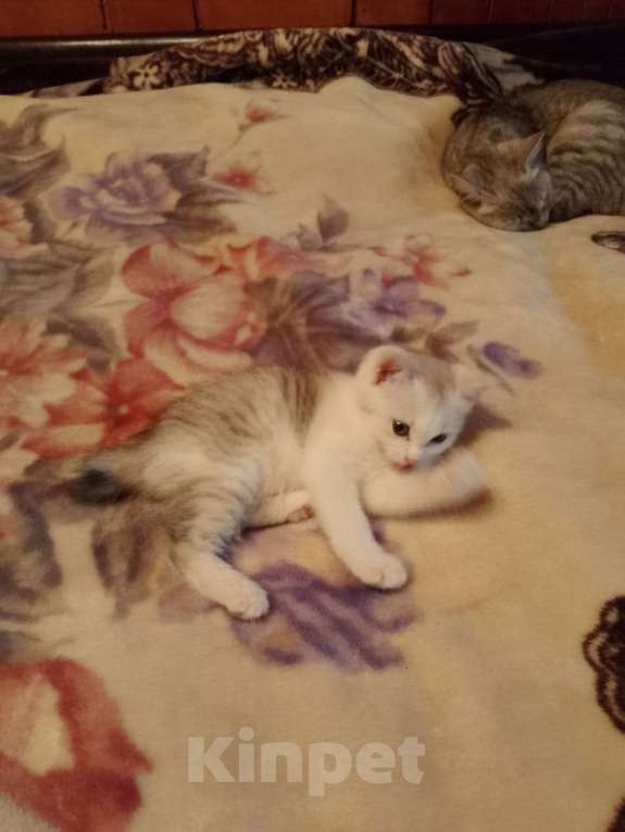 Кошки в других городах Московской области: Продам котенка Девочка, 3 000 руб. - фото 2