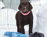 Собаки в Химках: Щенки лабрадора шоколадного окраса Мальчик, 70 000 руб. - фото 5