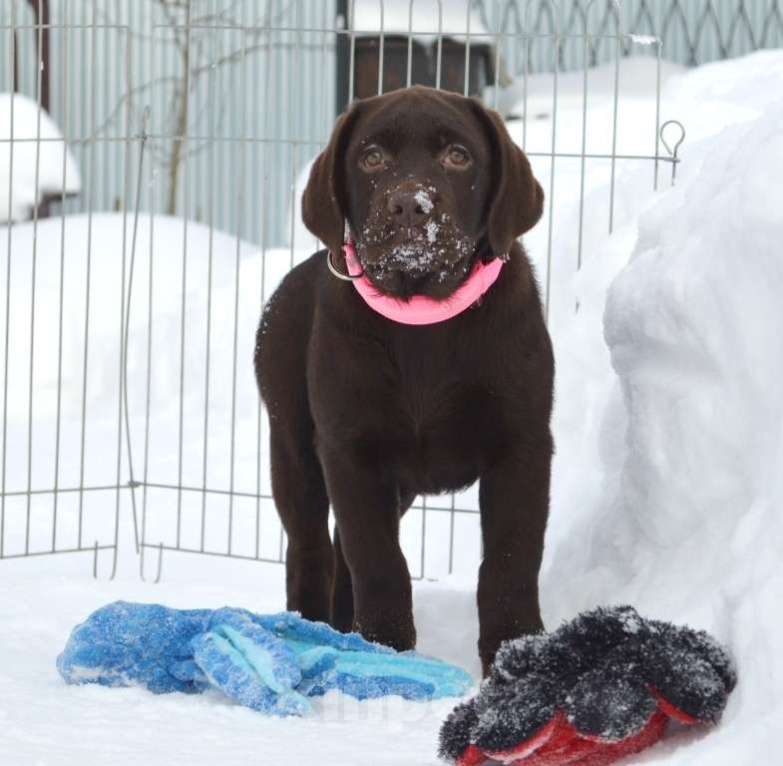 Собаки в Химках: Щенки лабрадора шоколадного окраса Мальчик, 70 000 руб. - фото 5