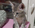 Кошки в Москве: Мальчуган Грей - котенок, 2 месяца Мальчик, 1 руб. - фото 2
