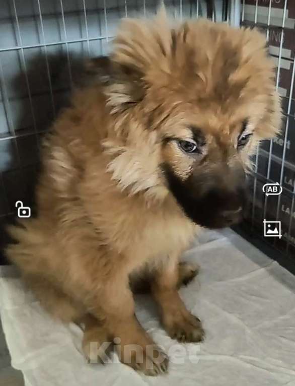 Собаки в Лосином-Петровском: Елизар якутенок из ппбж Мальчик, Бесплатно - фото 9