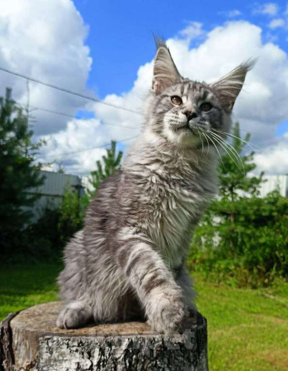 Кошки в Москве: Котенок породы мейн-кун  Мальчик, 90 000 руб. - фото 3