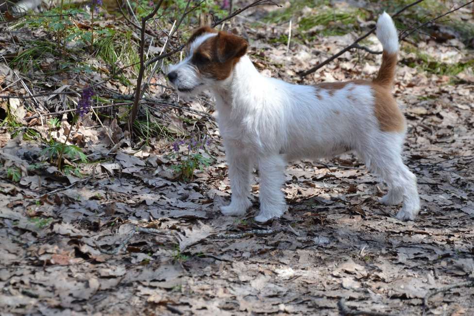 Собаки в Саратове: Девочки джек рассел терьера Девочка, Бесплатно - фото 5