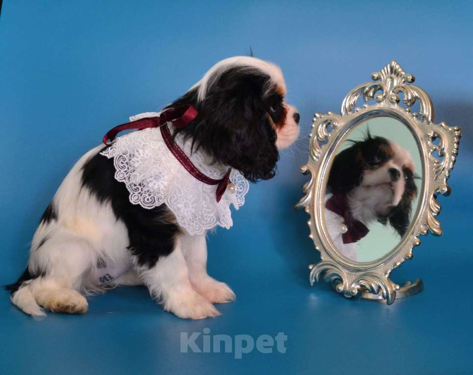 Собаки в Куровском: Девочка триколор Девочка, 85 000 руб. - фото 4