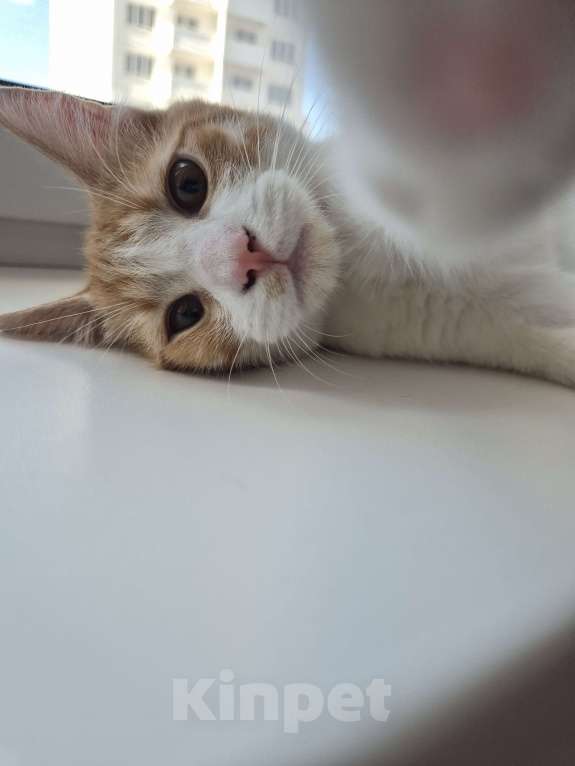 Кошки в Ростове-на-Дону: Ищем хорошие руки мальчику Мальчик, Бесплатно - фото 8