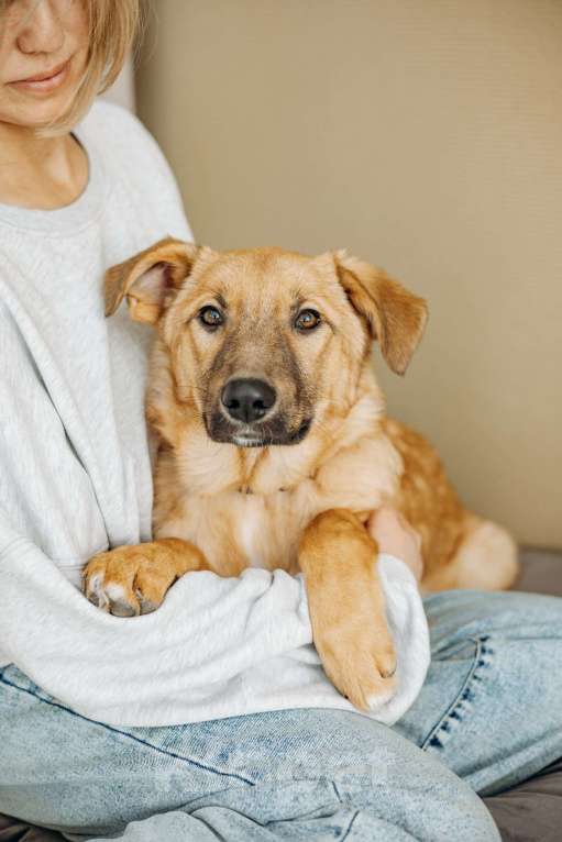 Собаки в Москве: Щенок бесплатно в Москве Девочка, Бесплатно - фото 1