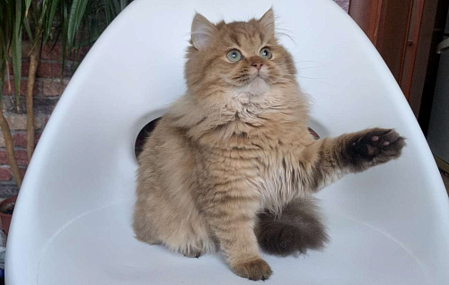 Шотландская длинношерстная девочка