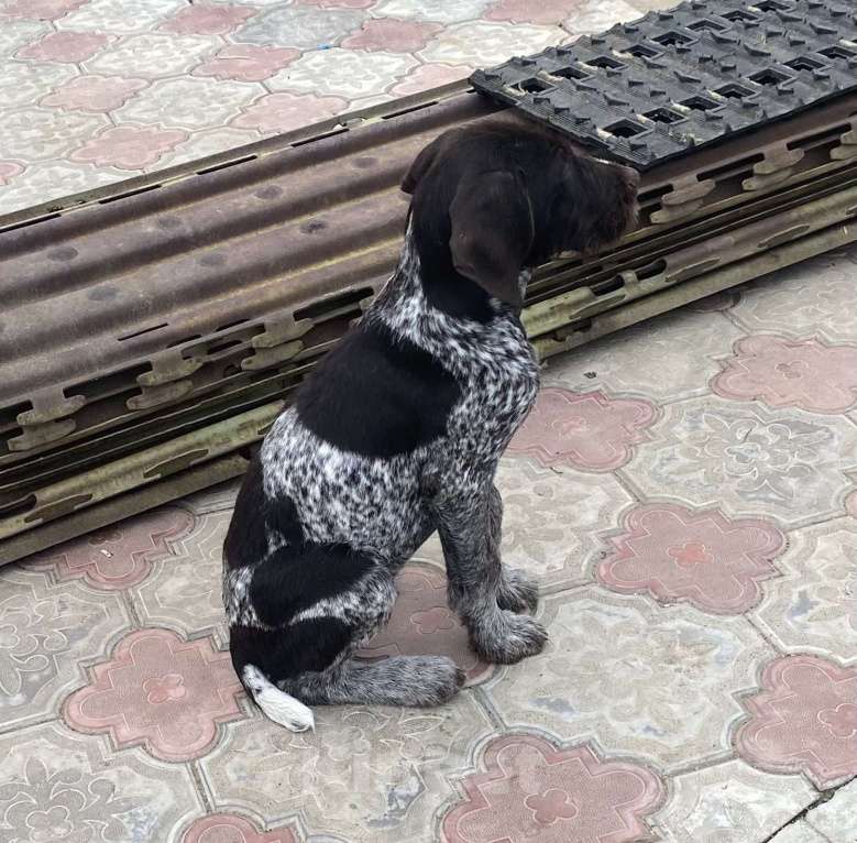 Собаки в Соли-Илецке: Продаётся последний щенок. Мальчик, 45 000 руб. - фото 2