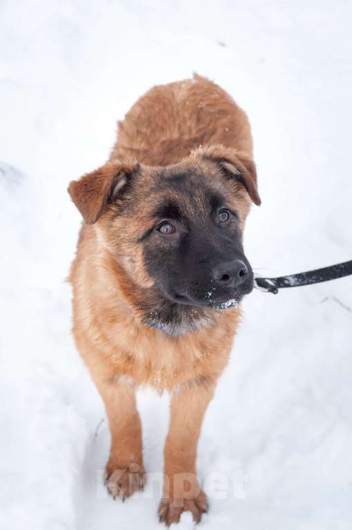 Собаки в Ногинске: Тэйси — ваш персональный солнечный лучик!  Девочка, Бесплатно - фото 8