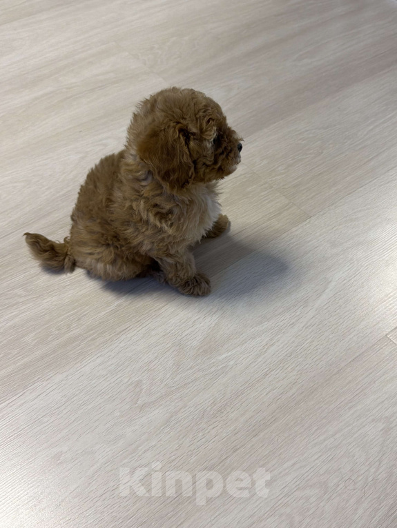 Собаки в Сургуте: Щенок породы мальтипу девочка Девочка, 80 000 руб. - фото 3