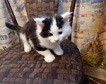 Кошки в других городах Новосибирской области: Котёнок Мейн-кун  Мальчик, 18 000 руб. - фото 4