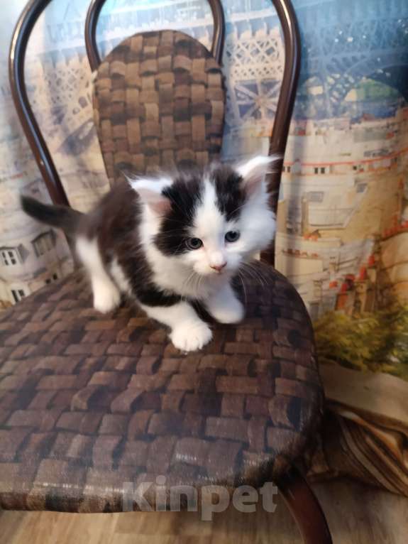 Кошки в других городах Новосибирской области: Котёнок Мейн-кун  Мальчик, 18 000 руб. - фото 4