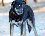 Собаки в Москве: Самый добрый пёс на свете в поисках семьи Мальчик, Бесплатно - фото 9