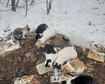 Кошки в Горняке: Армия, 5 500 руб. - фото 3