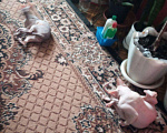 Кошки в Славгороде: Кошечка Сфинкс беременная, 5 000 руб. - фото 2